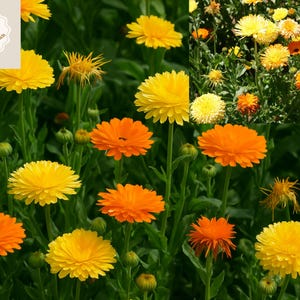 Calendula Pacific Beauty Mix Seeds, Pot Marigold, Edible Blooms, Heirloom, Orange & Yellow Flowers, 2025 Harvest, 500+ Seeds