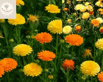 Calendula Pacific Beauty Mix Seeds: Edible Orange & Yellow Heirloom Blooms