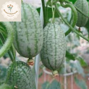 May include: Close-up of several small, oblong, green and white striped fruits hanging from vines. The fruits have a textured appearance and are attached to the vines by small stems. The image is of a food product.