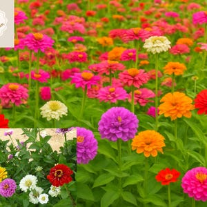 California Giants Zinnia Mix – 100 Seeds | Bright Colorful Blooms, Heat & Drought Tolerant | Cut Flower Garden Favorite | Zinnia elegans