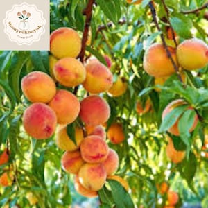 Dwarf Peach Tree Seeds Loring Nemaguard Prunus Persica Fruit Tree Seeds Hardy Fast Growing Garden Plant