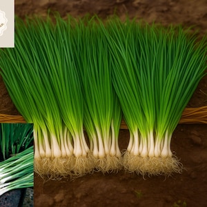 1000 White Lisbon Bunching Onion Seeds - Scallions, Non-GMO, Heirloom, Green Onions, Cold Hardy, Fast Growing, Easy to Grow