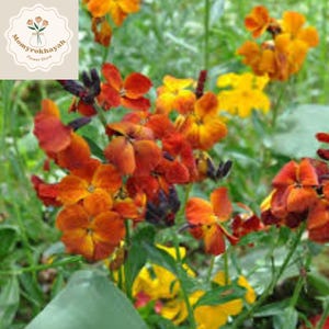 May include: Close-up of vibrant orange and yellow flowers with green foliage. The flowers have multiple petals and are in full bloom. The image includes a logo that says "Mommyrokhayah Flower Store".