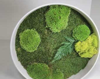 Moss Art Circle Moss Painting with Farn