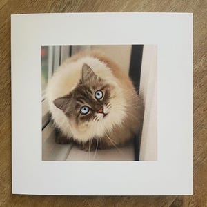 Niedliche Katzen Karte für alle Anlässe.  Quadratische Karte. Innen leer, perfekt, um Katzenliebhabern Floofy-Wünsche zu senden. Mit weißem Umschlag.