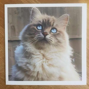 Pour les humains qui aiment les chats (peut-être plus que les humains). Une belle carte carrée souvenir. Blanc à l'intérieur, parfait en toute occasion.