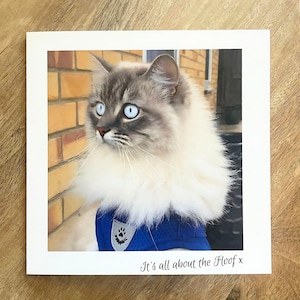 Biglietto d'auguri con gatto per tutte le occasioni. Quadrato. Interno vuoto, perfetto per inviare auguri soffici agli amanti dei gatti.
