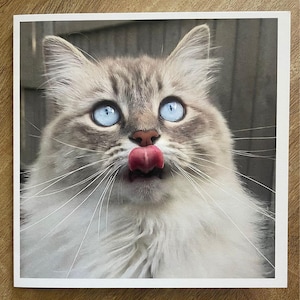 Carte de chat mignon - vierge à l'intérieur. Pour les amoureux des chats en toutes occasions : le miaou de BrieBrie le chat.