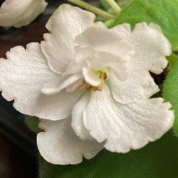 African Violet Plant * SUNCOAST White SPIRIT * Standard S. Williams, White Flower, Heat Pack