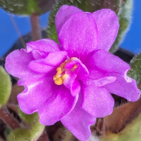 African Violet Plant *JERSEY ROSE Trail * Semi Mini, Kurzynski, Heat Pack