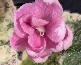 GUM DROP * Planta de violeta africana Sorano semiminiatura, semiminiatura, abigarrada para interior *