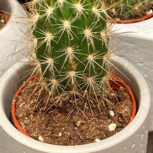 Puede incluir: Un peque&ntilde;o cactus verde con espinas largas y delgadas en una maceta gris texturizada. El cactus est&aacute; rodeado de tierra marr&oacute;n.