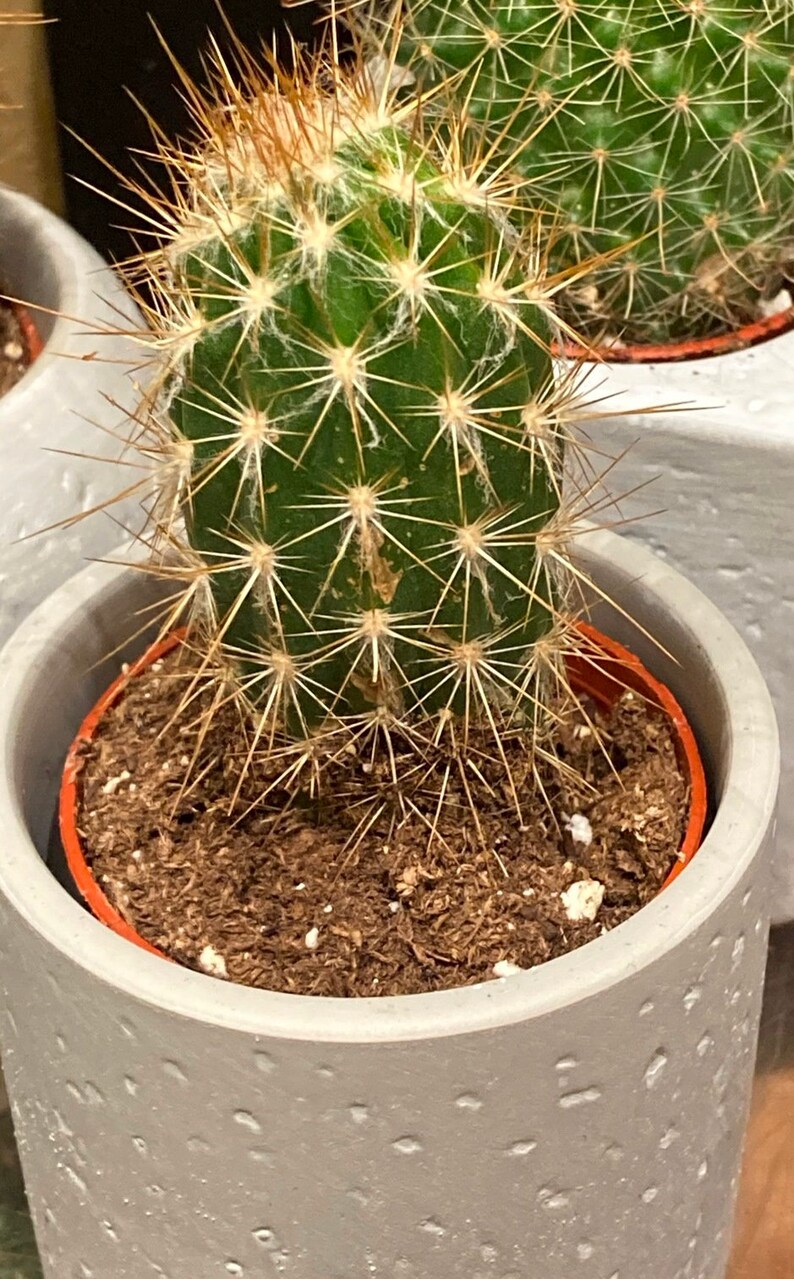 Puede incluir: Un peque&ntilde;o cactus verde con espinas largas y delgadas en una maceta gris texturizada. El cactus est&aacute; rodeado de tierra marr&oacute;n.