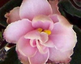 JOLLY DEAR * Semi miniatura, simple, doble H. Planta de violeta africana de Pittman para interiores