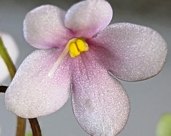 Remolque miniatura PIXIE PINK 1974 Lyon Planta violeta africana vintage