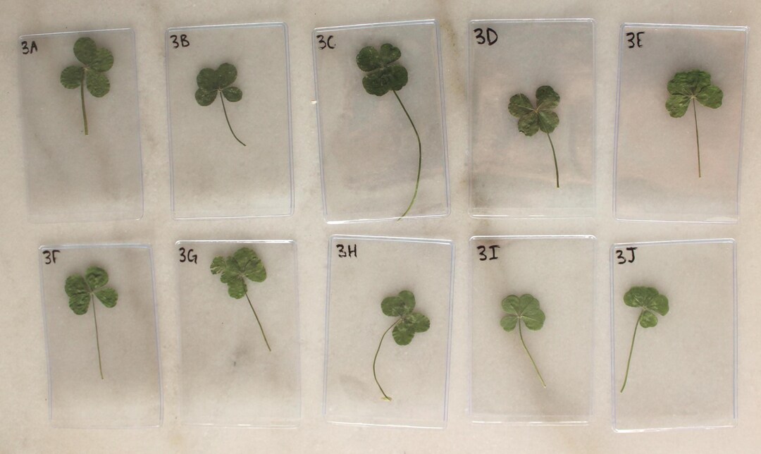 github - inprojectaqua python-d3-process-map: :four... Dried Pressed Four (4) Leaf Clover Lot 3A - 3J - Etsy UK