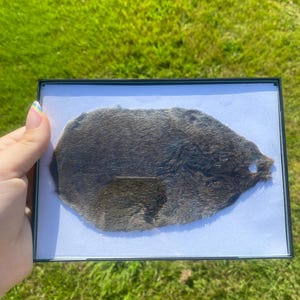 Framed Mouse Pelt