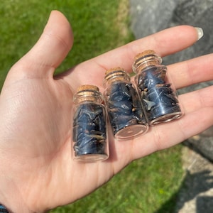 Fossilized Shark Teeth