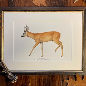 Könnte beinhalten: Ein gerahmtes Aquarellbild eines Rehbocks im Profil mit dem Text REHBOCK CAPREOLUS CAPREOLUS. Das Kunstwerk befindet sich in einem dunkelbraunen Rahmen mit goldener Innenkante und weißem Passepartout und zeigt das braune Fell des Rehs.