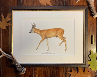 Rehbock Bild (neue Version) - Kunstdruck - Reh - Jagd - WILD.ART.TIETZE
