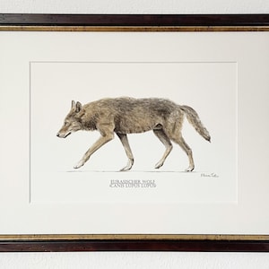 Może przedstawiać: Oprawiona ilustracja wilka idącego z profilu, wykonana w odcieniach brązu i szarości. Pod wilkiem znajduje się napis EURASISCHER WOLF CANIS LUPUS LUPUS. Dzieło umieszczono w ciemnobrązowej drewnianej ramie ze złotym wykończeniem wewnętrznym.