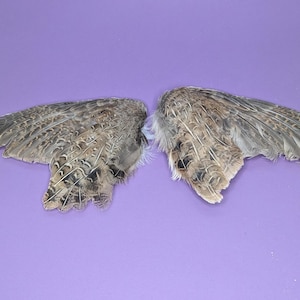 Quail Wings