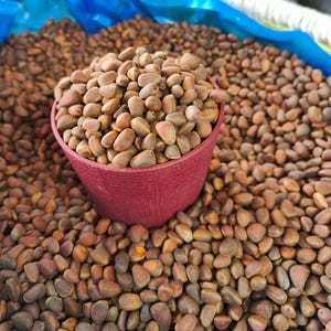 Puede incluir: Un recipiente rojo lleno de piñones, rodeado por una pila más grande de piñones. Las nueces son de color marrón claro y tienen una forma ligeramente alargada. Se ve una lona azul en el fondo.