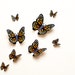 see more listings in the Smooth-Wing Butterflies section