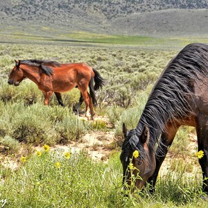 Wild Horses Photography, Horse Wall Decor, Horse, Equine Print, Horse Wall Art “Colorado Mustangs” Fine Art