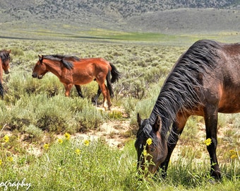 Wild Horses Photography, Horse Wall Decor, Horse, Equine Print, Horse Wall Art “Colorado Mustangs” Fine Art