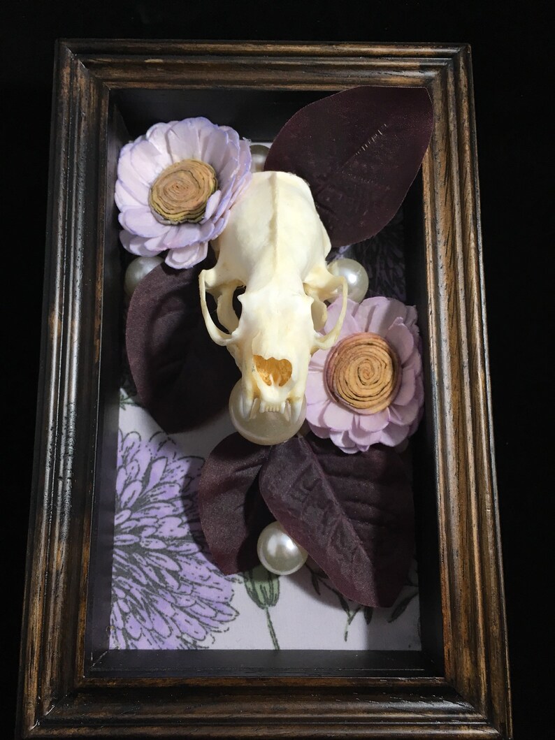 Real mink skull Lovely.