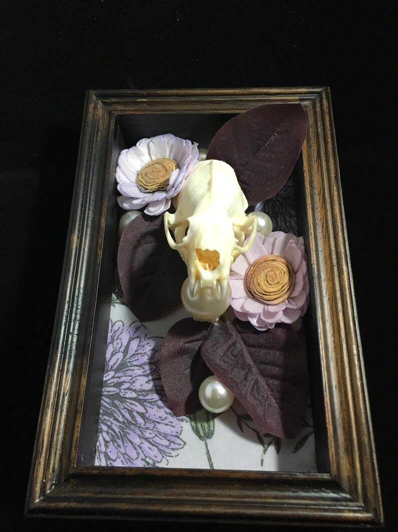 Real mink skull Lovely.
