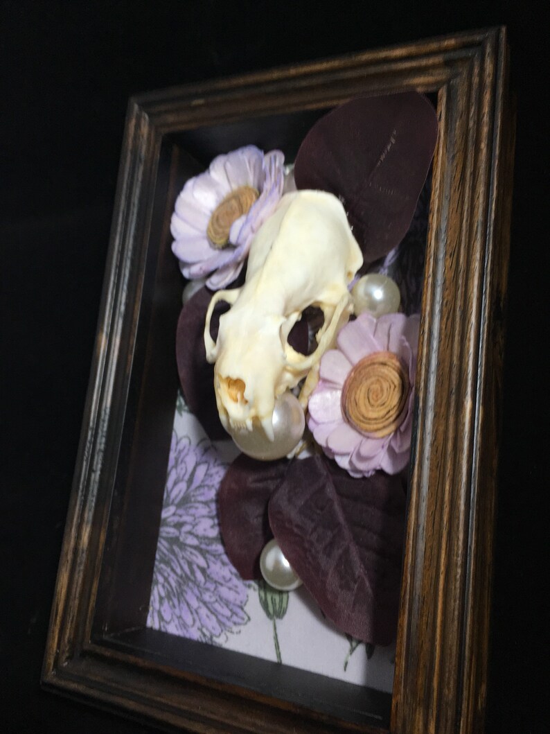Real mink skull Lovely.