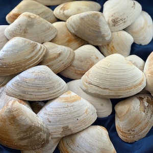 May include: A pile of beige clamshells with textured surfaces and varying shades of brown and tan. The shells are arranged on a dark blue fabric, creating a natural, coastal theme.