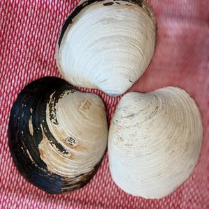 Set of 6 Quahog Clamshells for Crafting