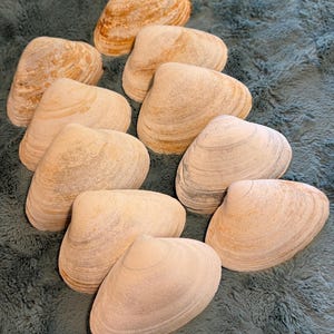Set of 10 Extra Large Maine clamshells for crafting or baking 5”-6”