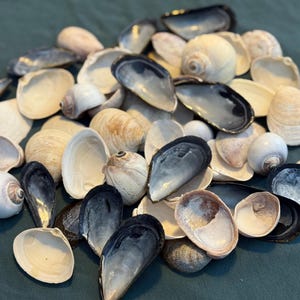 May include: A collection of various seashells, including white, tan, and dark blue shells. The shells are of different sizes and shapes, creating a natural, coastal aesthetic. Some shells are open, revealing their inner surfaces.