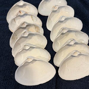 May include: A collection of white clam shells arranged on a dark blue surface. The shells are open, revealing their interior texture and color. The shells are a natural, off-white color.