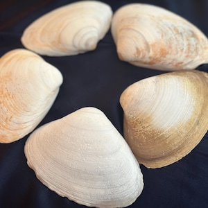 May include: Six seashells arranged in a circle. The shells are off-white with tan and brown markings. The shells have a ridged texture and are displayed on a dark blue surface. These shells are ideal for beach-themed decor or crafts.