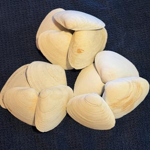 May include: A collection of off-white clam shells with textured surfaces. The shells are arranged in a cluster, showcasing their natural, organic shapes and subtle color variations. The shells are a light beige color.
