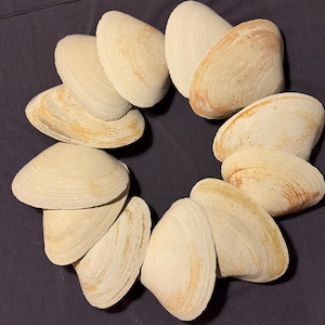 May include: A circular arrangement of beige clam shells with light brown and tan accents. The shells are arranged on a dark blue surface, creating a natural, coastal aesthetic. The shells are smooth and have a natural, organic texture.