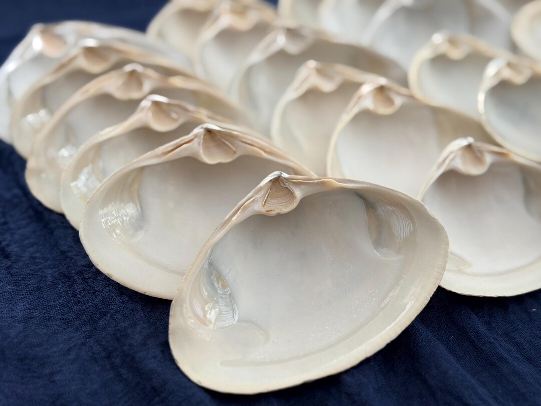 Two Dozen Medium Maine Clamshells for Crafting or Baking. Clamshells in ...