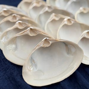 May include: A collection of open, pearlescent seashells arranged on a dark blue surface. The shells have a smooth, white interior and a textured, beige exterior. The image highlights the natural beauty and delicate structure of the shells.