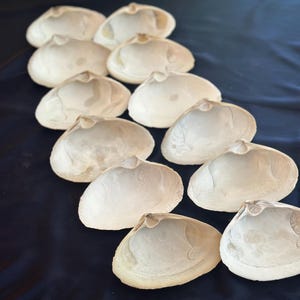 Ein Dutzend Muscheln aus Maine zum Basteln und Backen