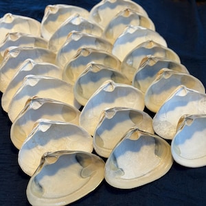 May include: A collection of white and cream-colored clam shells arranged in rows. The shells have a smooth, glossy finish with subtle variations in color and texture. The shells are displayed on a dark blue surface.