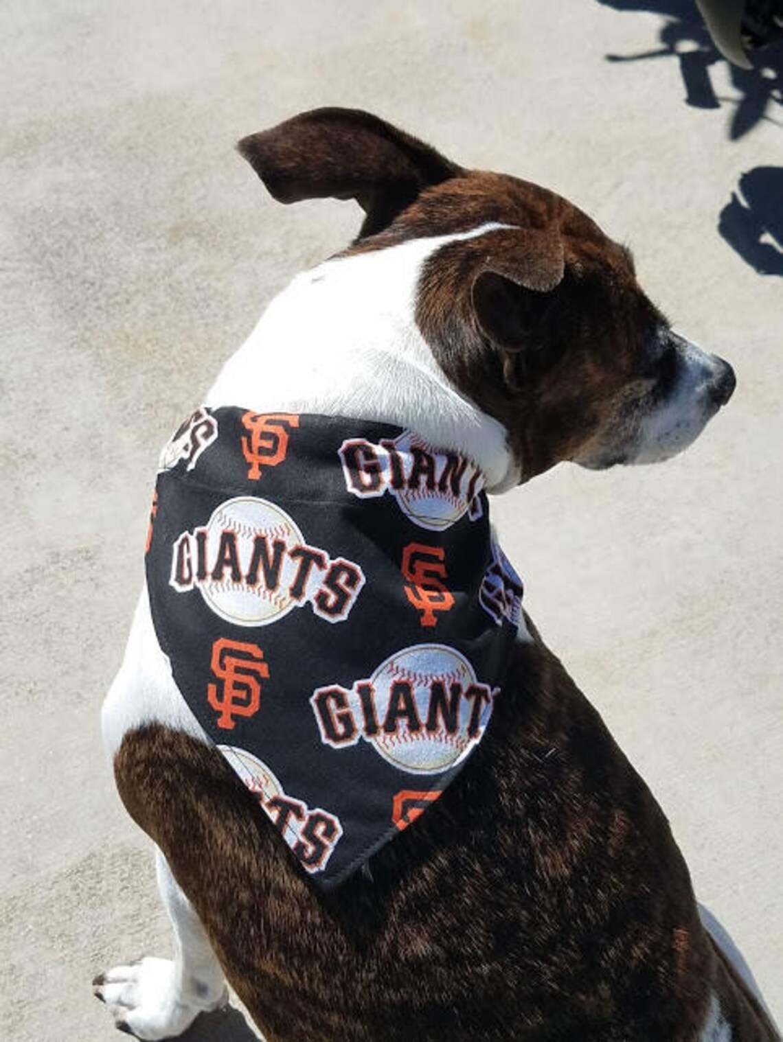SF Giants MLB Dog Bandana Giants Dog Bandana Sports Dog Etsy