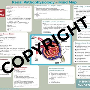 Op de afbeelding: Een mindmap over renale pathofysiologie, met secties over nefrotische en nefritische syndromen. De kaart bevat gedetailleerde informatie over nierziekten, hun oorzaken en behandelingen, met een centraal diagram van een glomerulus.