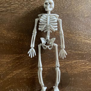 May include: A small, plastic skeleton toy with articulated joints. The skeleton is off-white and features a detailed rib cage, skull, and limbs. It is designed for Halloween or educational purposes.
