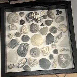 May include: A framed display of various seashells and small stones. The shells vary in size, shape, and color, ranging from white to gray and brown. The arrangement includes a variety of textures and patterns, creating a natural, coastal aesthetic.