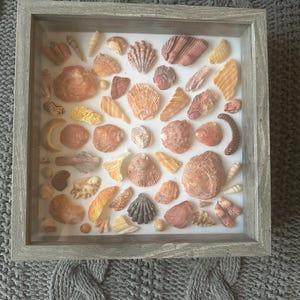May include: A framed display of various seashells in shades of orange, tan, and cream. The shells are arranged on a white background within a gray wooden frame. The collection includes different shapes and sizes, creating a coastal theme.